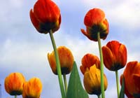 org:/landingpages/6e-prijs scandinavie.jpg